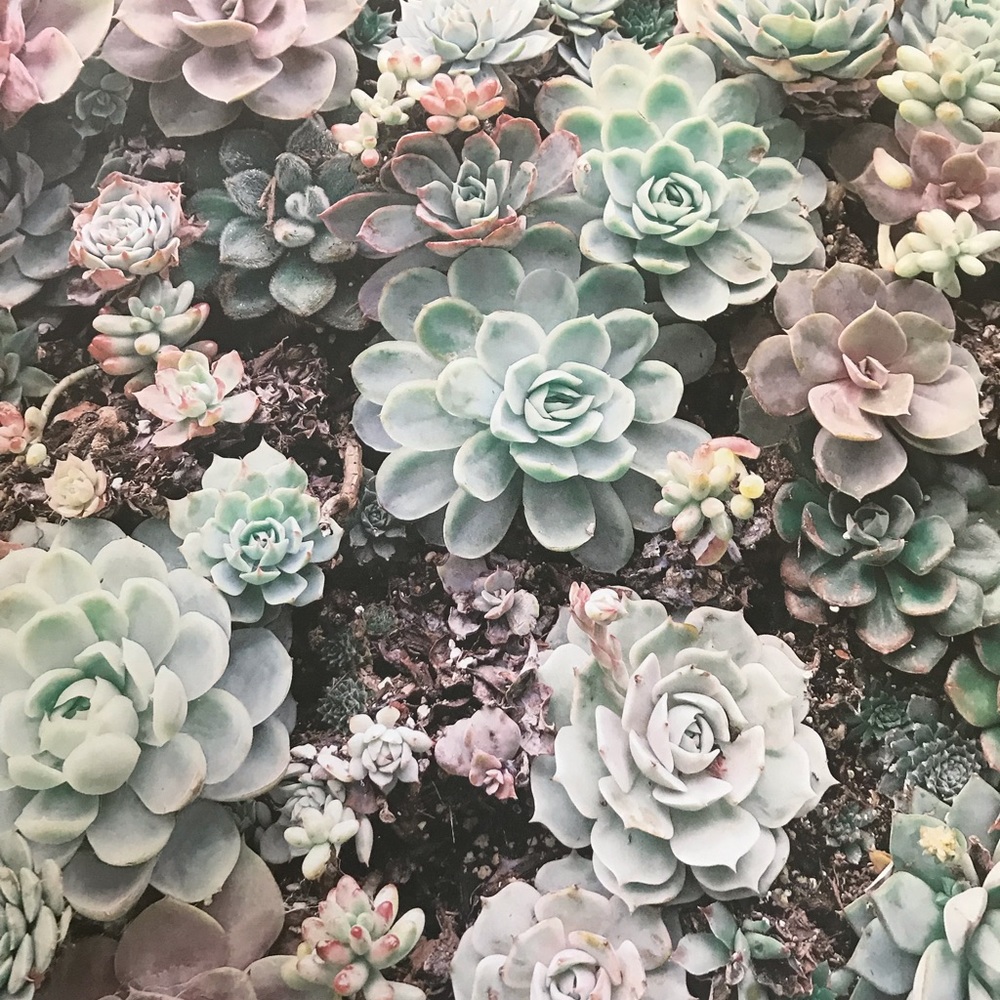 Meet your Posher, Lacey